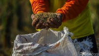 Di tengah berbagai tantangan ekonomi, pelemahan nilai tukar rupiah turut memengaruhi sektor pertanian. Kenaikan harga barang impor berdampak pada biaya produksi seperti pupuk, pestisida, benih, dan peralatan pertanian.  