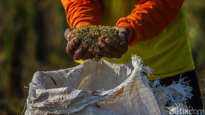 Petani Bertahan di Tengah Melemahnya Rupiah Sejumlah petani menggiling padi di area Tarumajaya, Kabupaten Bekasi, Jawa Barat, Senin (8/6/2026). Aktivitas tersebut dilakukan setelah masa panen untuk menghasilkan beras nan siap dipasarkan.