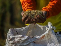 Kalender Jawa Sabtu Legi 18 Juli 2026: Hari Baik Menyimpan Padi