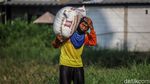 Petani Bertahan di Tengah Melemahnya Rupiah