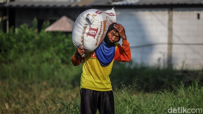 Petani Bertahan di Tengah Melemahnya Rupiah Sejumlah petani menggiling padi di area Tarumajaya, Kabupaten Bekasi, Jawa Barat, Senin (8/6/2026). Aktivitas tersebut dilakukan setelah masa panen untuk menghasilkan beras nan siap dipasarkan.
