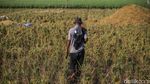 Petani Bertahan di Tengah Melemahnya Rupiah