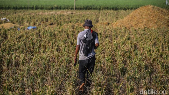 Petani Bertahan di Tengah Melemahnya Rupiah Sejumlah petani menggiling padi di area Tarumajaya, Kabupaten Bekasi, Jawa Barat, Senin (8/6/2026). Aktivitas tersebut dilakukan setelah masa panen untuk menghasilkan beras nan siap dipasarkan.