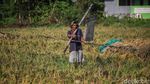 Petani Bertahan di Tengah Melemahnya Rupiah