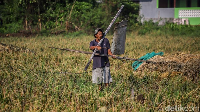 Petani Bertahan di Tengah Melemahnya Rupiah Sejumlah petani menggiling padi di area Tarumajaya, Kabupaten Bekasi, Jawa Barat, Senin (8/6/2026). Aktivitas tersebut dilakukan setelah masa panen untuk menghasilkan beras nan siap dipasarkan.