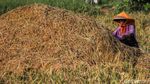 Petani Bertahan di Tengah Melemahnya Rupiah