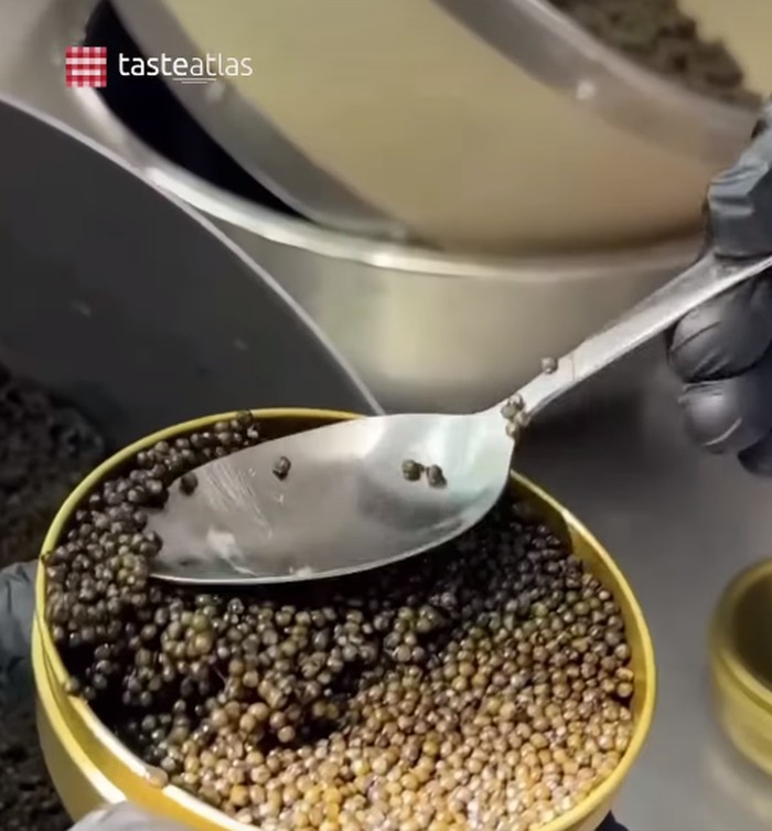 Begini Proses Panen Caviar Sebelum Dijual dengan Harga Selangit
