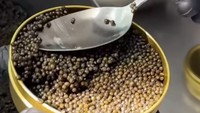 Begini Proses Panen Caviar Sebelum Dijual dengan Harga Selangit