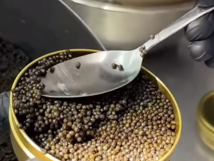 Begini Proses Panen Caviar Sebelum Dijual dengan Harga Selangit