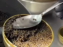 Begini Proses Panen Caviar Sebelum Dijual dengan Harga Selangit