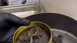 Begini Proses Panen Caviar Sebelum Dijual dengan Harga Selangit