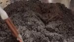 Begini Proses Panen Caviar Sebelum Dijual dengan Harga Selangit