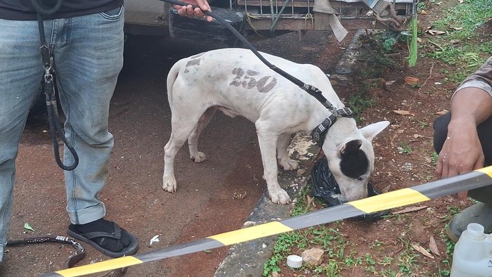 Salah satu anjing pemburu yang diamankan polisi usai bocah tewas diserang di Jasinga, Bogor.