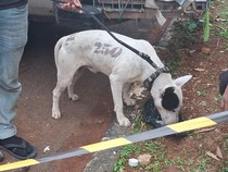 Anjingnya Serang Bocah hingga Tewas, Pemilik jadi Tersangka