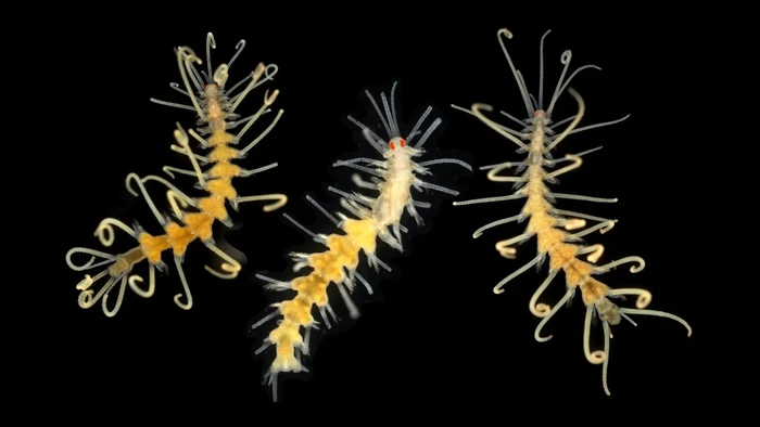 Amblyosyllis madeirensis, cacing berbulu yang pertama kali dideskripsikan di Madeira (Portugal).