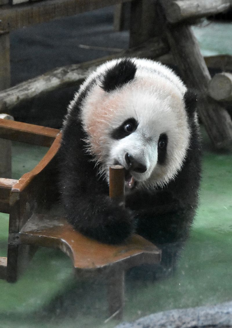 Bayi panda raksasa (Ailuropoda melanoleuca) bernama Satrio Wiratama bermain dengan induknya Hu Chun di Indoor Exhibit Istana Panda, Taman Safari Indonesia (TSI), Cisarua, Bogor, Jawa Barat, Selasa (9/6/2026). TSI Bogor memperkenalkan bayi panda raksasa Satrio yang telah berusia 190 hari dengan berat badan mencapai 12 kilogram dalam kondisi sehat berdasarkan hasil pemeriksaan kesehatan dan menunjukkan pertumbuhan yang optimal sesuai standar pemantauan konservasi internasional. ANTARA FOTO/Arif Firmansyah