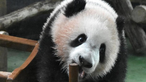 Panda yang Imut, Ternyata Dulu Pemakan Daging!