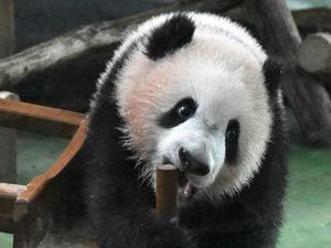Panda yang Imut, Ternyata Dulu Pemakan Daging!