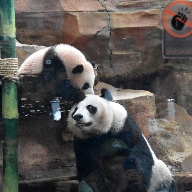 Lucunya Bikin Gemas, Bayi Panda Raksasa Satrio Resmi Diperkenalkan ke Publik