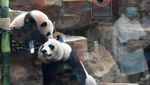 Lucunya Bikin Gemas, Bayi Panda Raksasa Satrio Resmi Diperkenalkan ke Publik