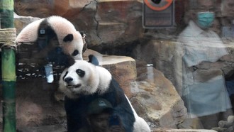 China Suka Indonesia Bisa Menjaga Panda