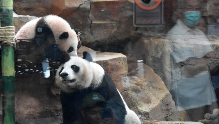 Bayi panda raksasa (Ailuropoda melanoleuca) bernama Satrio Wiratama bermain dengan induknya Hu Chun di Indoor Exhibit Istana Panda, Taman Safari Indonesia (TSI), Cisarua, Bogor, Jawa Barat, Selasa (9/6/2026). TSI Bogor memperkenalkan bayi panda raksa