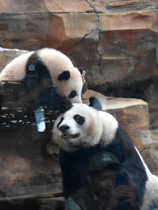 Lucunya Bikin Gemas, Bayi Panda Raksasa Satrio Resmi Diperkenalkan ke Publik