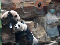 China Suka Indonesia Bisa Menjaga Panda