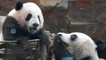 Lucunya Bikin Gemas, Bayi Panda Raksasa Satrio Resmi Diperkenalkan ke Publik