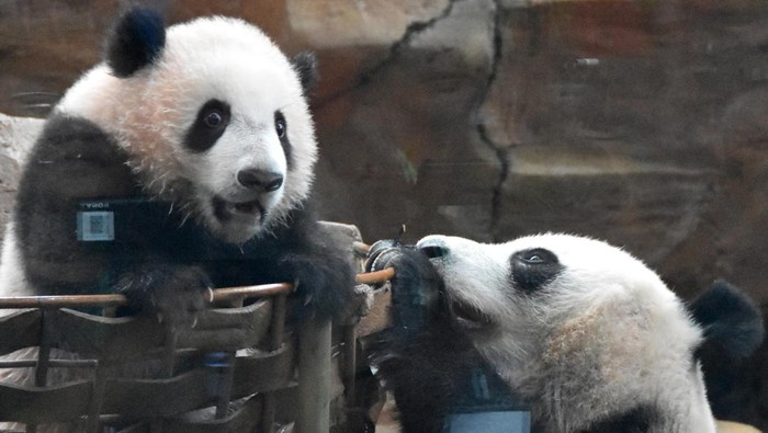 Bayi panda raksasa (Ailuropoda melanoleuca) bernama Satrio Wiratama bermain dengan induknya Hu Chun di Indoor Exhibit Istana Panda, Taman Safari Indonesia (TSI), Cisarua, Bogor, Jawa Barat, Selasa (9/6/2026). TSI Bogor memperkenalkan bayi panda raksasa Satrio yang telah berusia 190 hari dengan berat badan mencapai 12 kilogram dalam kondisi sehat berdasarkan hasil pemeriksaan kesehatan dan menunjukkan pertumbuhan yang optimal sesuai standar pemantauan konservasi internasional. ANTARA FOTO/Arif Firmansyah