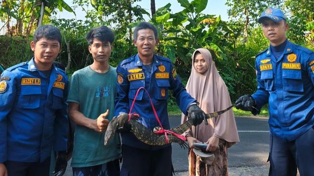 Biawak yang dievakuasi petugas damkar di Ciamis.