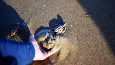 Potret Puluhan Tukik Lekang Dilepasliarkan di Pantai Damba Enggang Borneo