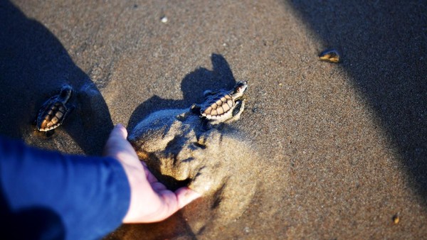 Potret Puluhan Tukik Lekang Dilepasliarkan di Pantai Damba Enggang Borneo