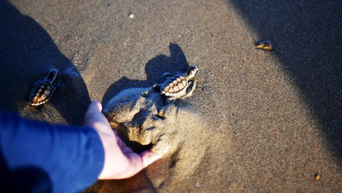 Pengelola menunjukan tukik jenis lekang (Lepidochelys olivacea) yang akan dilepasliarkan di Pantai Damba Ennggang Borneo, Balikpapan, Kalimantan Timur, Senin (8/6/2026). Pengelola Pantai Damba Enggang Borneo berhasil menetaskan 86 ekor tukik jenis lekang dari total 183 telur kemudian melepasliarkan untuk menjaga ekosistem laut dan kelestarian penyu. ANTARA FOTO/Angga Palguna/wsj.