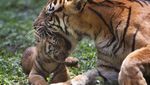 Mengintip Empat Bayi Harimau Sumatera, Harapan Baru Konservasi Satwa Langka