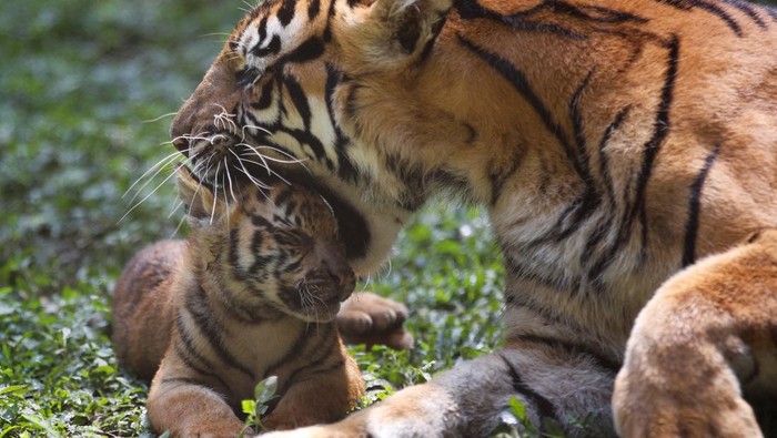 A two-month-old Endangered Sumatran tiger (Panthera tigris sumatrae) cub plays during a debut at Taman Safari Indonesia Prigen in Pasuruan, East Java province, Indonesia, June 8, 2026. REUTERS/Dipta Wahyu