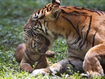 Hari Harimau Internasional, 7 Fakta tentang Si Loreng yang Terancam Punah