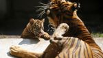 Mengintip Empat Bayi Harimau Sumatera, Harapan Baru Konservasi Satwa Langka