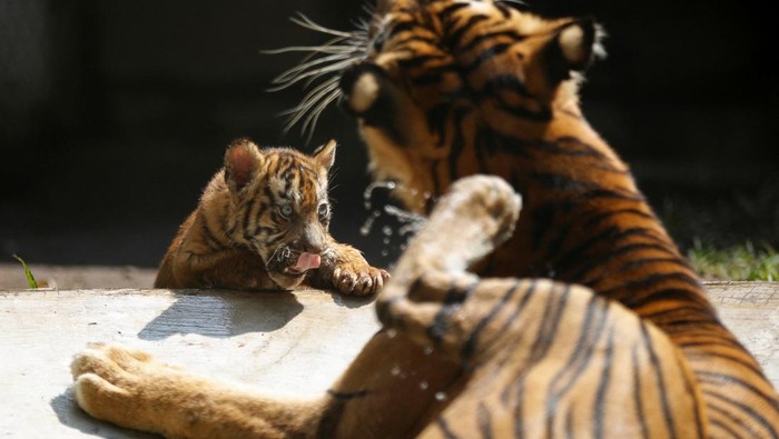 A two-month-old Endangered Sumatran tiger (Panthera tigris sumatrae) cub plays during a debut at Taman Safari Indonesia Prigen in Pasuruan, East Java province, Indonesia, June 8, 2026. REUTERS/Dipta Wahyu