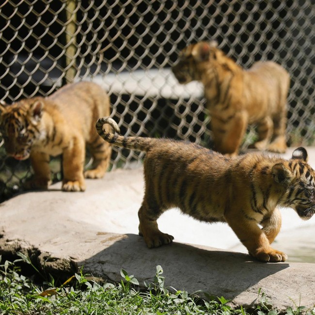 Mengintip Empat Bayi Harimau Sumatera, Harapan Baru Konservasi Satwa Langka