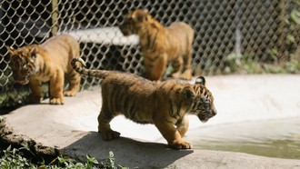Mengintip Empat Bayi Harimau Sumatera, Harapan Baru Konservasi Satwa Langka
