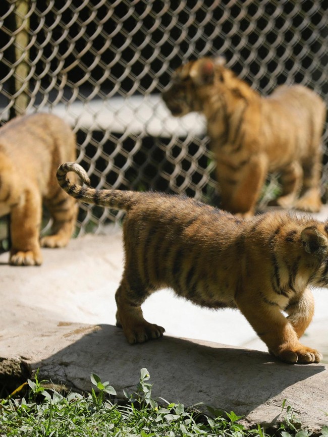 Mengintip Empat Bayi Harimau Sumatera, Harapan Baru Konservasi Satwa Langka