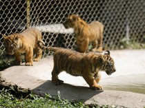 Mengintip Empat Bayi Harimau Sumatera, Harapan Baru Konservasi Satwa Langka