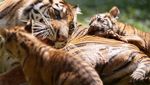 Mengintip Empat Bayi Harimau Sumatera, Harapan Baru Konservasi Satwa Langka