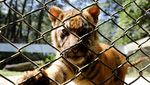 Mengintip Empat Bayi Harimau Sumatera, Harapan Baru Konservasi Satwa Langka