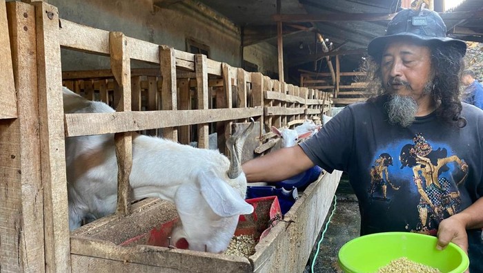 Gus Mbek memberikan pakan pada ternaknya