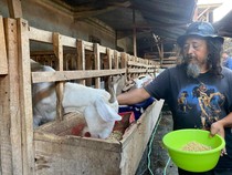 Bediding Bikin Sektor Peternakan di Kota Batu Waswas