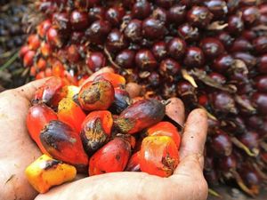 Harga TBS Sawit Sumut Turun Pekan Ini, Cek Rinciannya