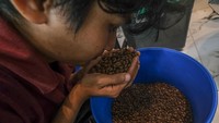 Pekerja memeriksa biji kopi hasil olahan. Kementerian Perindustrian mendorong peningkatan kompetensi roaster untuk mendukung daya saing kopi Indonesia. ANTARA FOTO/Andry Denisah