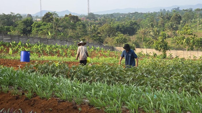 Napi Lapas Warungkiara berkebun